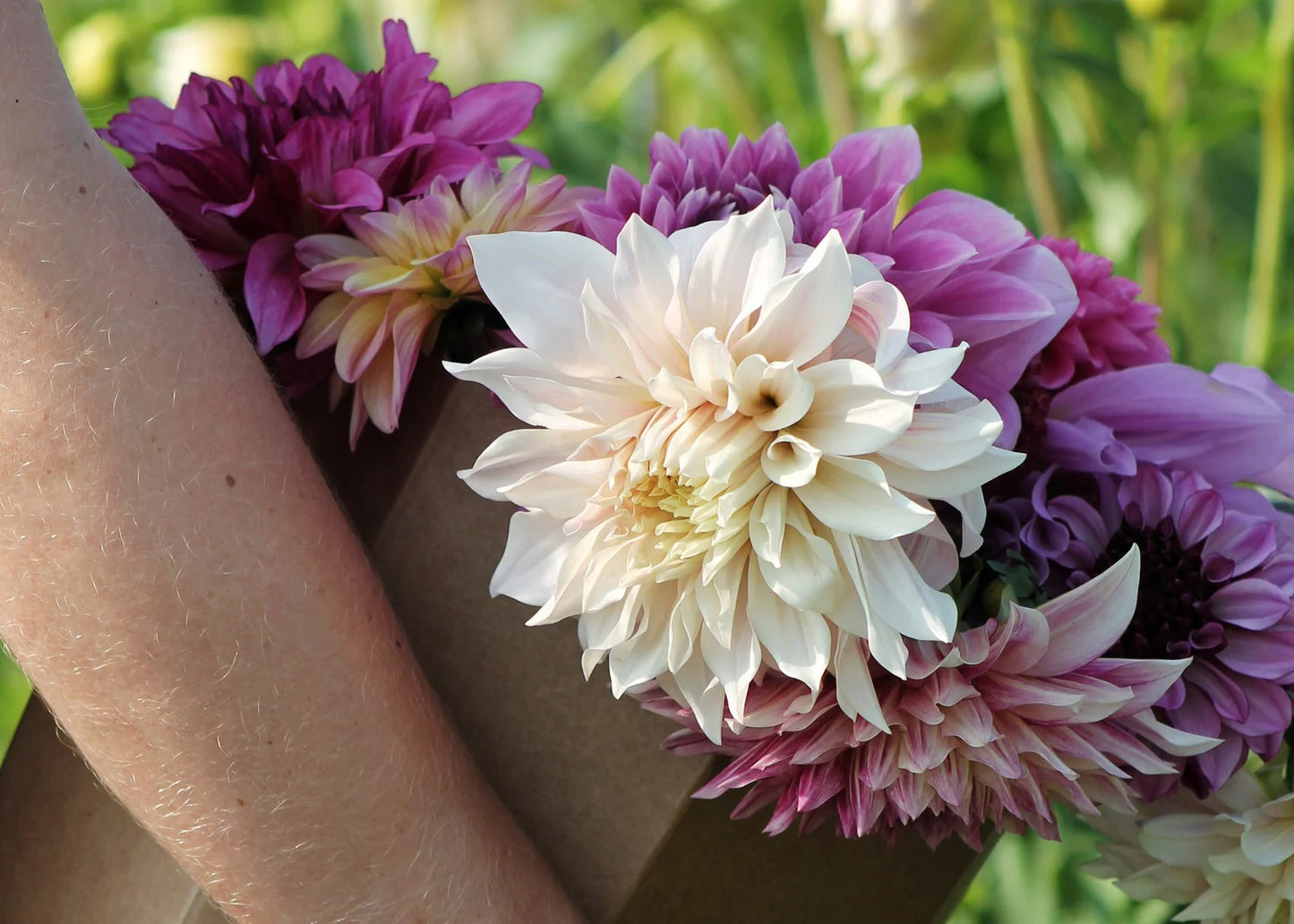 Dinnerplate Deal Variety Mix