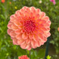 Lark's Ebbe